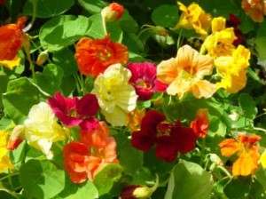 Heirloom Dwarf Jewel Nasturtium