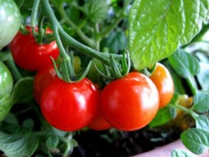 Heirloom Red Cherry Tomatoes